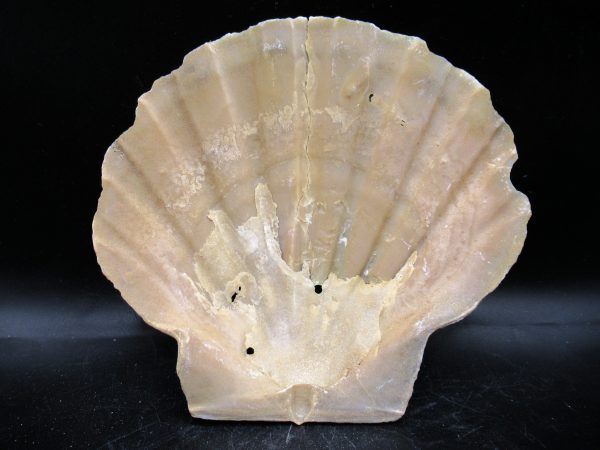 Chesapecten jeffersonius Pliocene Age, Virginia 5.24" #36 - Image 2