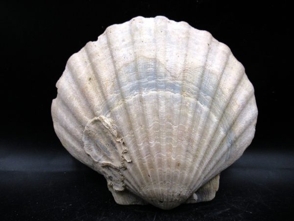 Chesapecten jeffersonius Pliocene Age, Virginia 5.02" #37