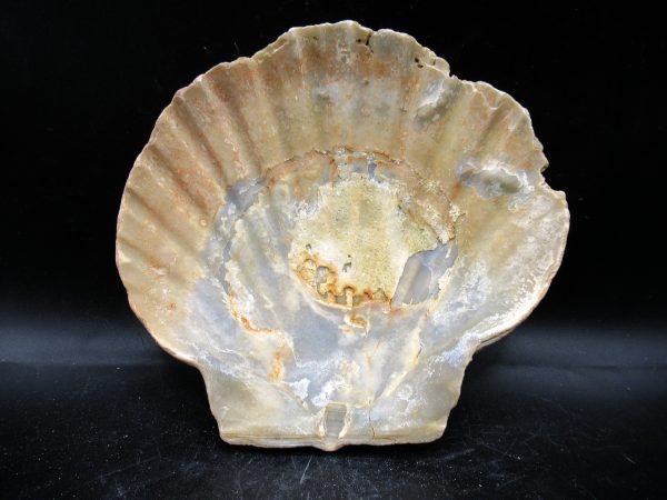 Chesapecten jeffersonius Pliocene Age, Virginia 5.02" #37 - Image 2