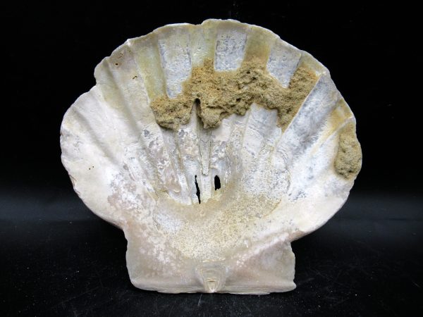 Chesapecten jeffersonius Pliocene Age, Virginia 4.65" #38 - Image 2