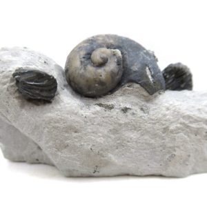 Platyostoma Niagarensis Indiana Gastropod #30
