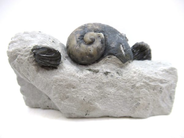 Platyostoma Niagarensis Indiana Gastropod #30