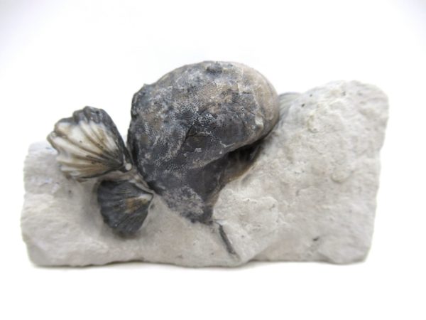 Platyostoma Niagarensis Indiana Gastropod #30 - Image 2
