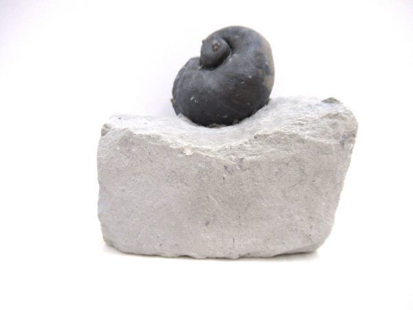 Platyostoma Niagarensis Indiana Gastropod #31