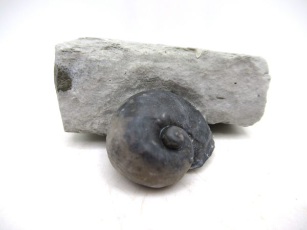 Platyostoma Niagarensis Indiana Gastropod #31 - Image 3