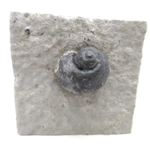 Platyostoma Niagarensis Indiana Gastropod #32