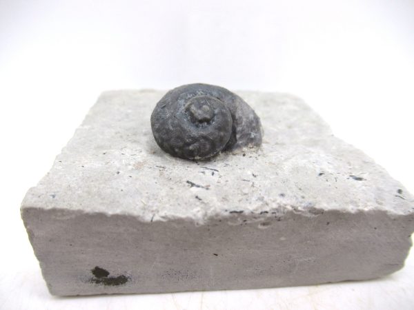 Platyostoma Niagarensis Indiana Gastropod #32 - Image 2