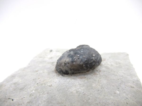 Platyostoma Niagarensis Indiana Gastropod #32 - Image 3