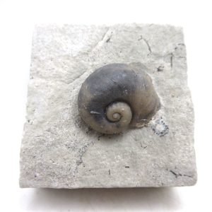 Platyostoma Niagarensis Indiana Gastropod #33