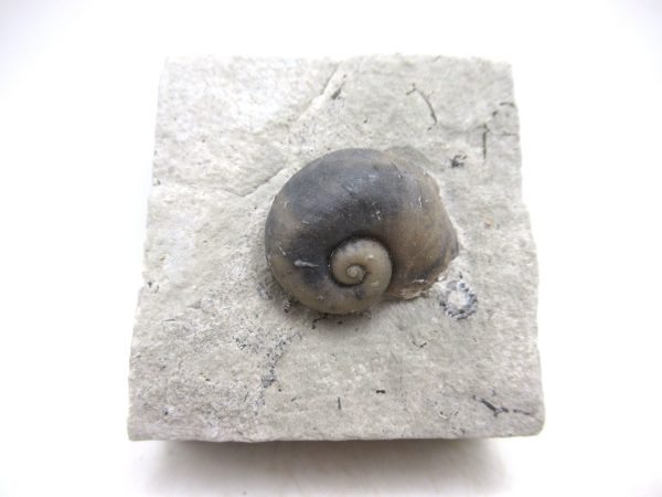 Platyostoma Niagarensis Indiana Gastropod #33