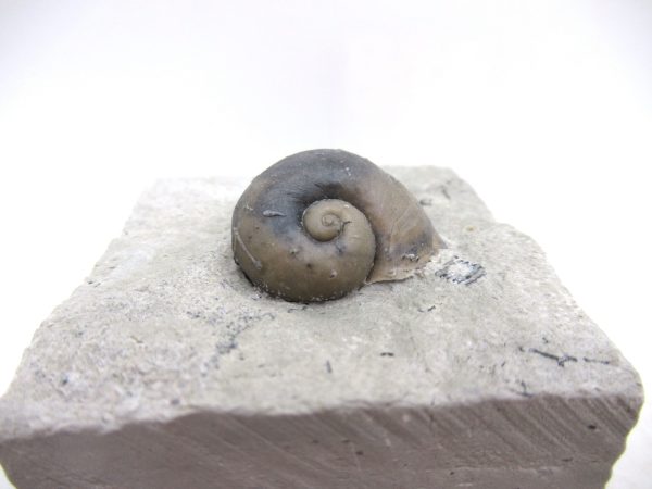 Platyostoma Niagarensis Indiana Gastropod #33 - Image 2