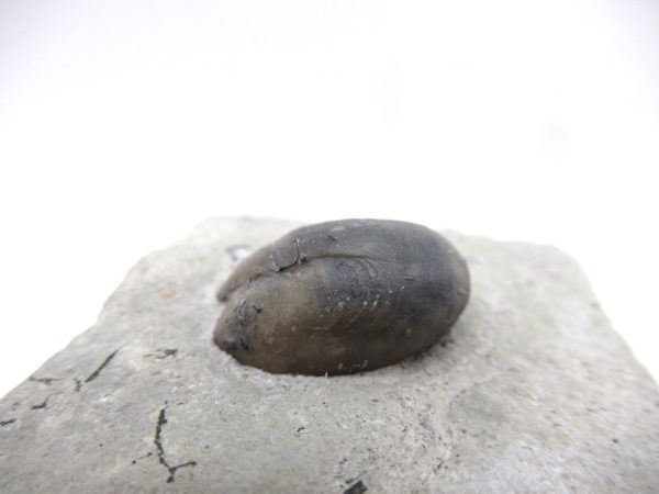 Platyostoma Niagarensis Indiana Gastropod #33 - Image 3