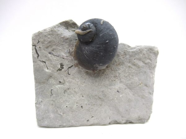 Platyostoma Niagarensis Indiana Gastropod #34