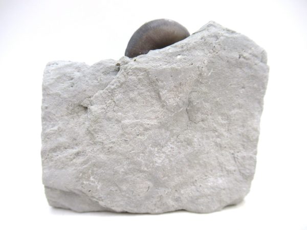 Platyostoma Niagarensis Indiana Gastropod #34 - Image 2