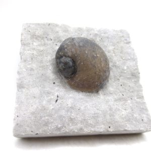 Platyostoma Niagarensis Indiana Gastropod #35