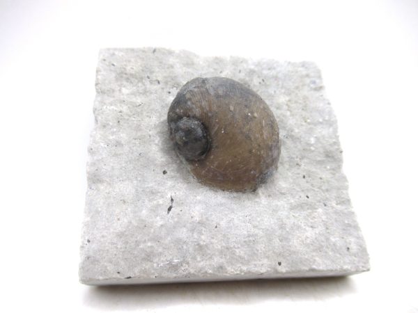 Platyostoma Niagarensis Indiana Gastropod #35