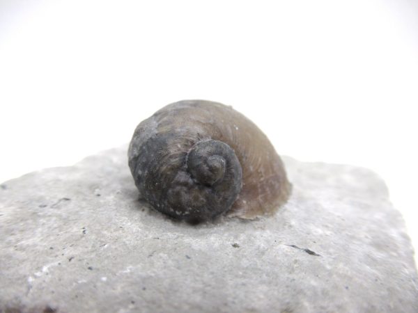 Platyostoma Niagarensis Indiana Gastropod #35 - Image 2