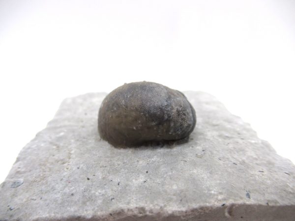 Platyostoma Niagarensis Indiana Gastropod #35 - Image 3