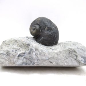 Platyostoma Niagarensis Indiana Gastropod #36