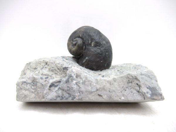 Platyostoma Niagarensis Indiana Gastropod #36