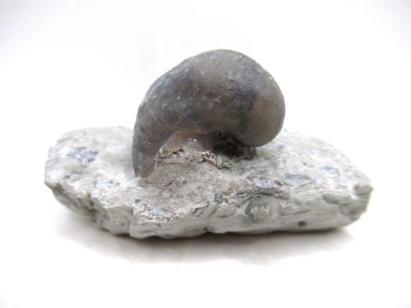 Platyostoma Niagarensis Indiana Gastropod #36 - Image 2