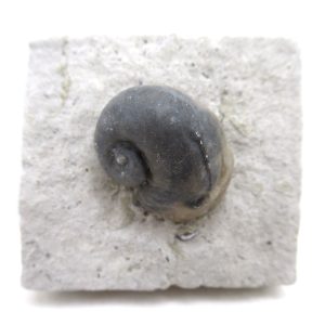 Platyostoma Niagarensis Indiana Gastropod #37