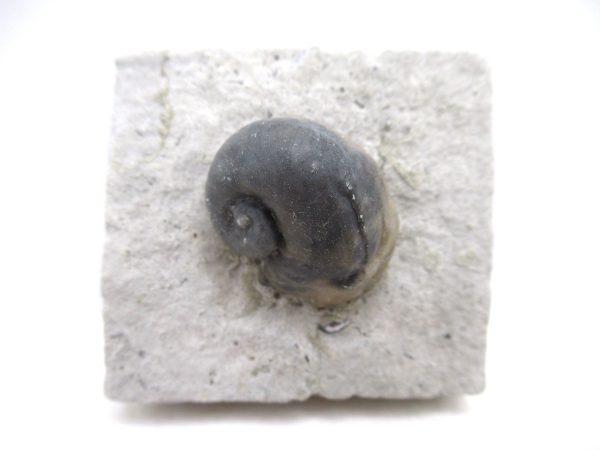 Platyostoma Niagarensis Indiana Gastropod #37