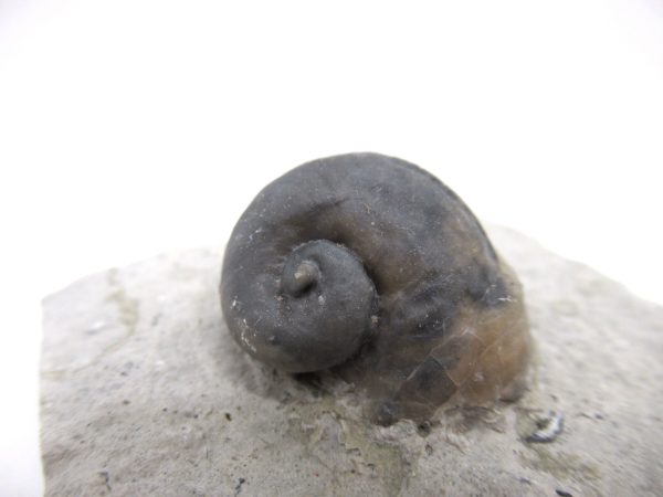 Platyostoma Niagarensis Indiana Gastropod #37 - Image 2