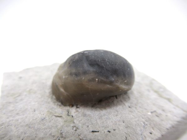 Platyostoma Niagarensis Indiana Gastropod #37 - Image 3