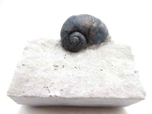 Platyostoma Niagarensis Indiana Gastropod #38