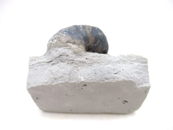 Platyostoma Niagarensis Indiana Gastropod #38 - Image 2