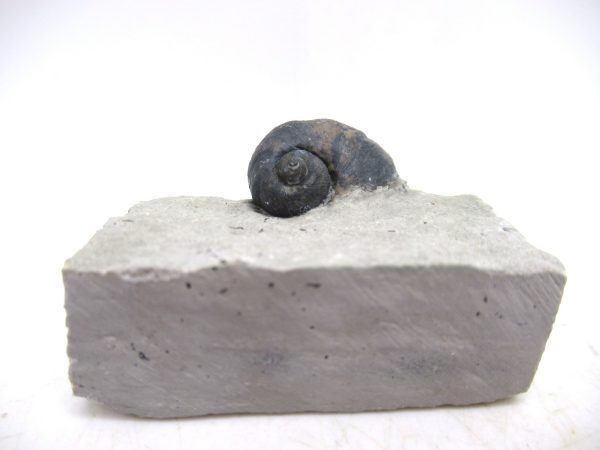 Platyostoma Niagarensis Indiana Gastropod #38 - Image 3
