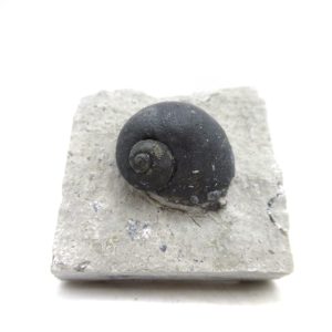 Platyostoma Niagarensis Indiana Gastropod #39