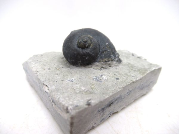 Platyostoma Niagarensis Indiana Gastropod #39 - Image 2