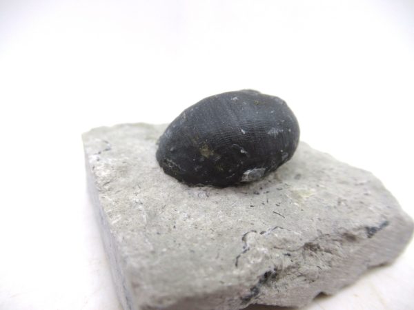 Platyostoma Niagarensis Indiana Gastropod #39 - Image 3