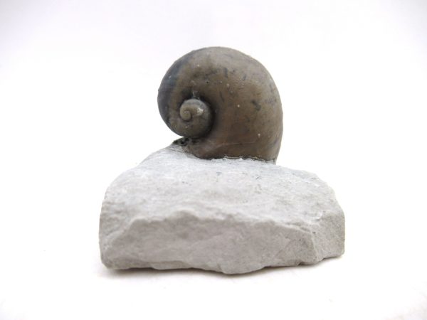 Platyostoma Niagarensis Indiana Gastropod #40