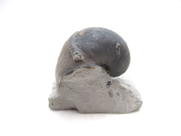 Platyostoma Niagarensis Indiana Gastropod #40 - Image 2