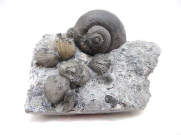 Platyostoma Niagarensis Indiana Gastropod #41
