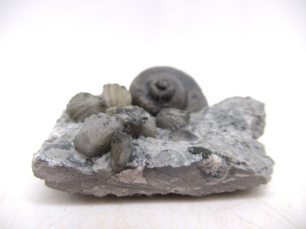 Platyostoma Niagarensis Indiana Gastropod #41 - Image 2
