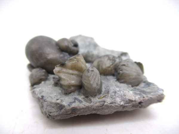 Platyostoma Niagarensis Indiana Gastropod #41 - Image 3