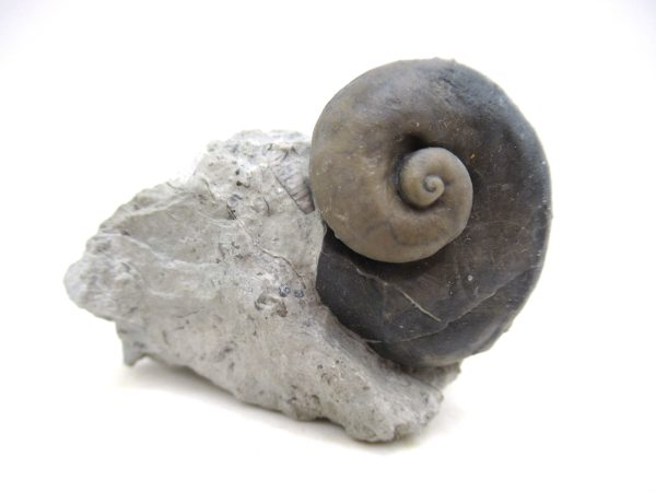Platyostoma Niagarensis Indiana Gastropod #42