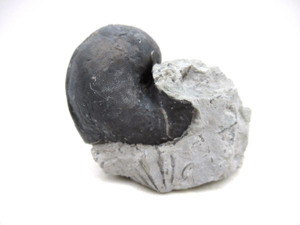 Platyostoma Niagarensis Indiana Gastropod #42 - Image 2
