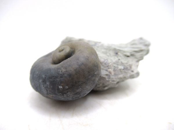 Platyostoma Niagarensis Indiana Gastropod #42 - Image 3