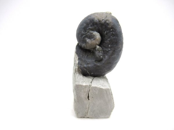 Platyostoma Niagarensis Indiana Gastropod #43