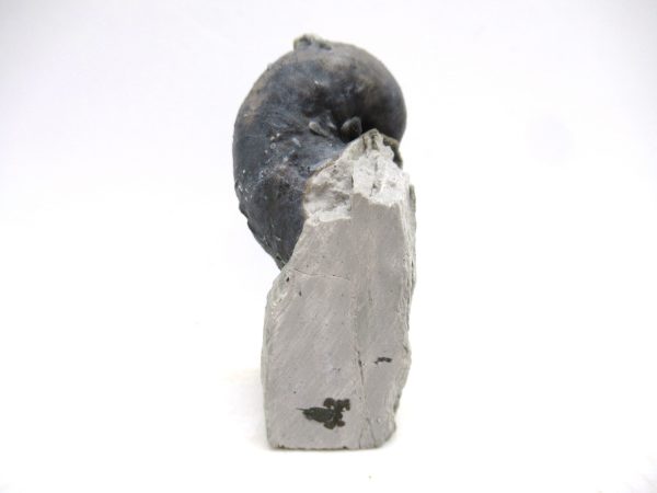 Platyostoma Niagarensis Indiana Gastropod #43 - Image 2