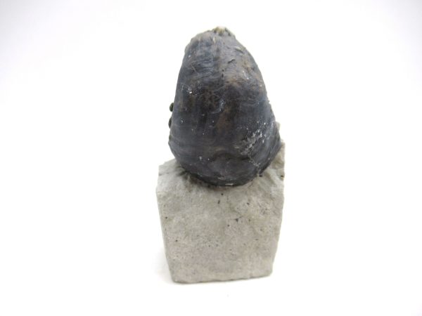 Platyostoma Niagarensis Indiana Gastropod #43 - Image 3