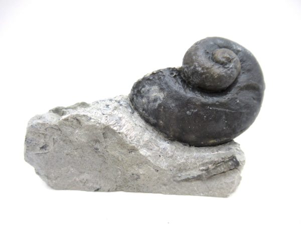 Platyostoma Niagarensis Indiana Gastropod #44