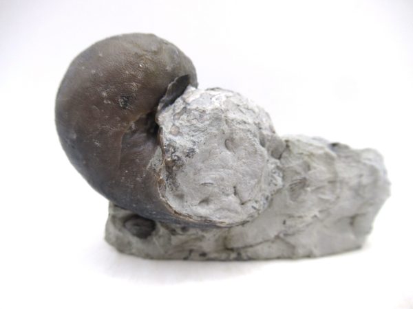 Platyostoma Niagarensis Indiana Gastropod #44 - Image 2