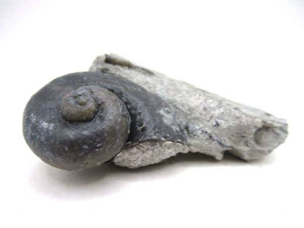 Platyostoma Niagarensis Indiana Gastropod #44 - Image 3