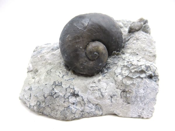 Platyostoma Niagarensis Indiana Gastropod #45